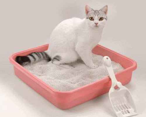 Your cat hates dirty cat litter more than you.